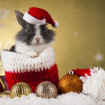 С Наступающим Новым Годом!